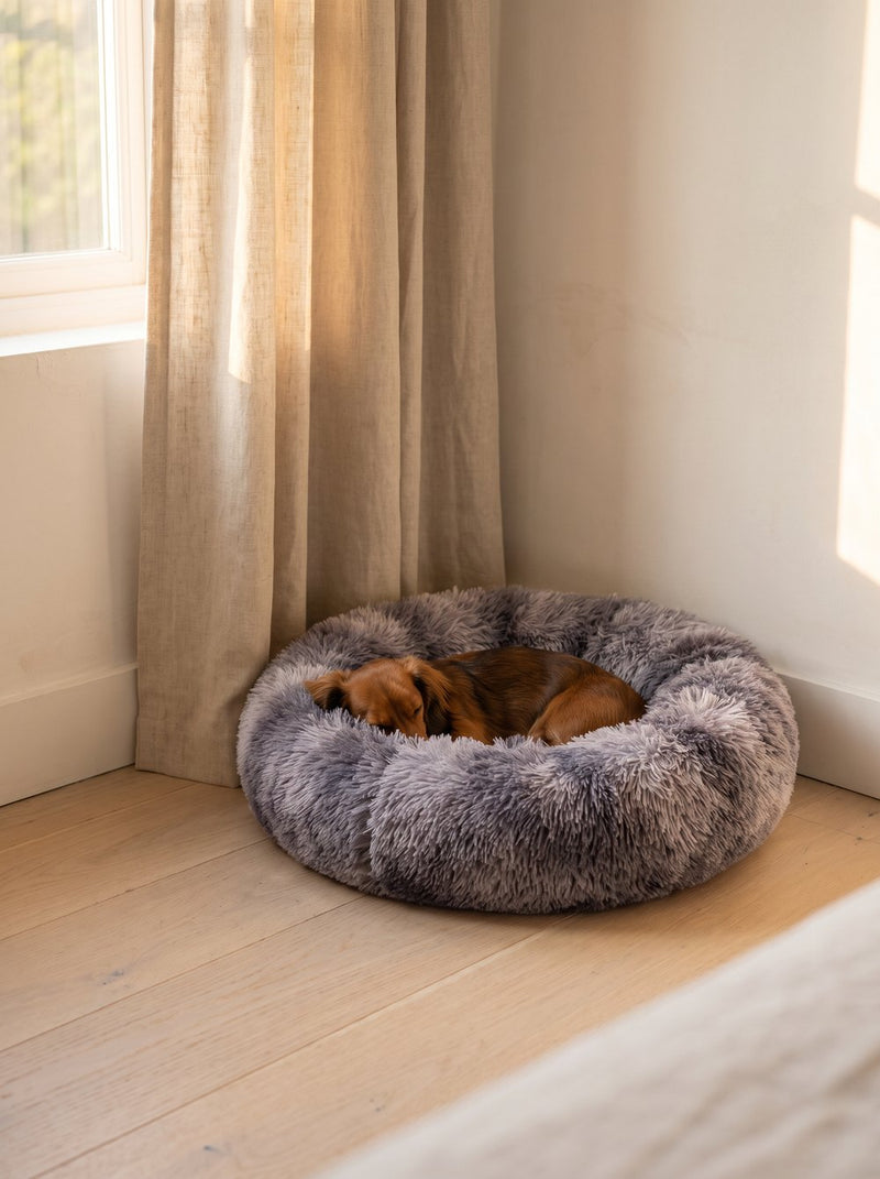 Dachshund with the donut calming bed