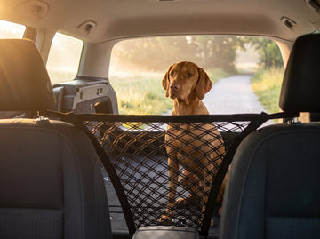 Car travel without the chaos