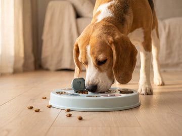 When a dog eats too fast
