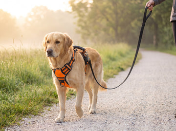 Why your dog pulls on the lead
