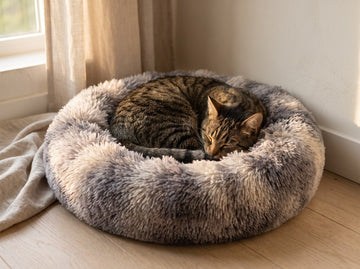 A pet that will not settle down