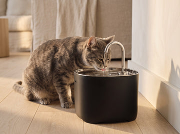 Getting a cat to drink more water