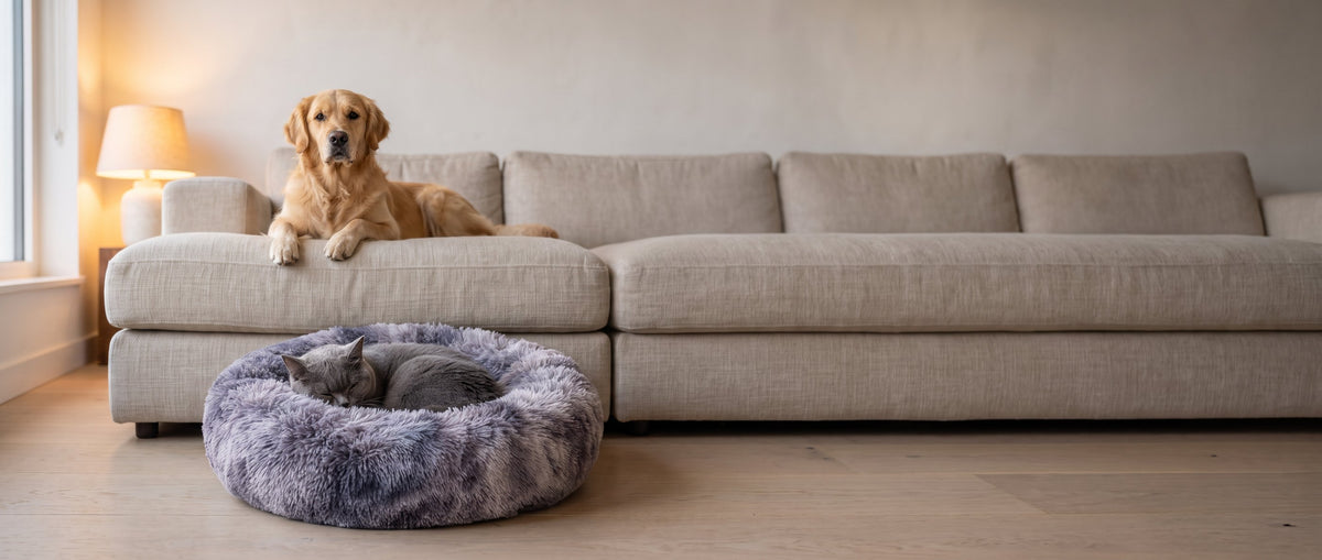 A golden retriever on the sofa and a gray cat asleep in the donut bed