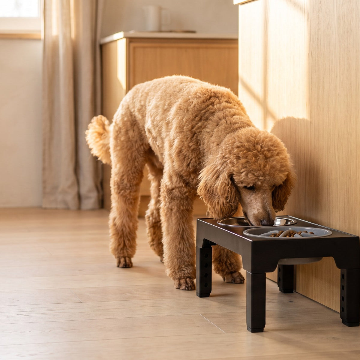 [tpa] Poodle eating from the elevated slow feeding bowl stand