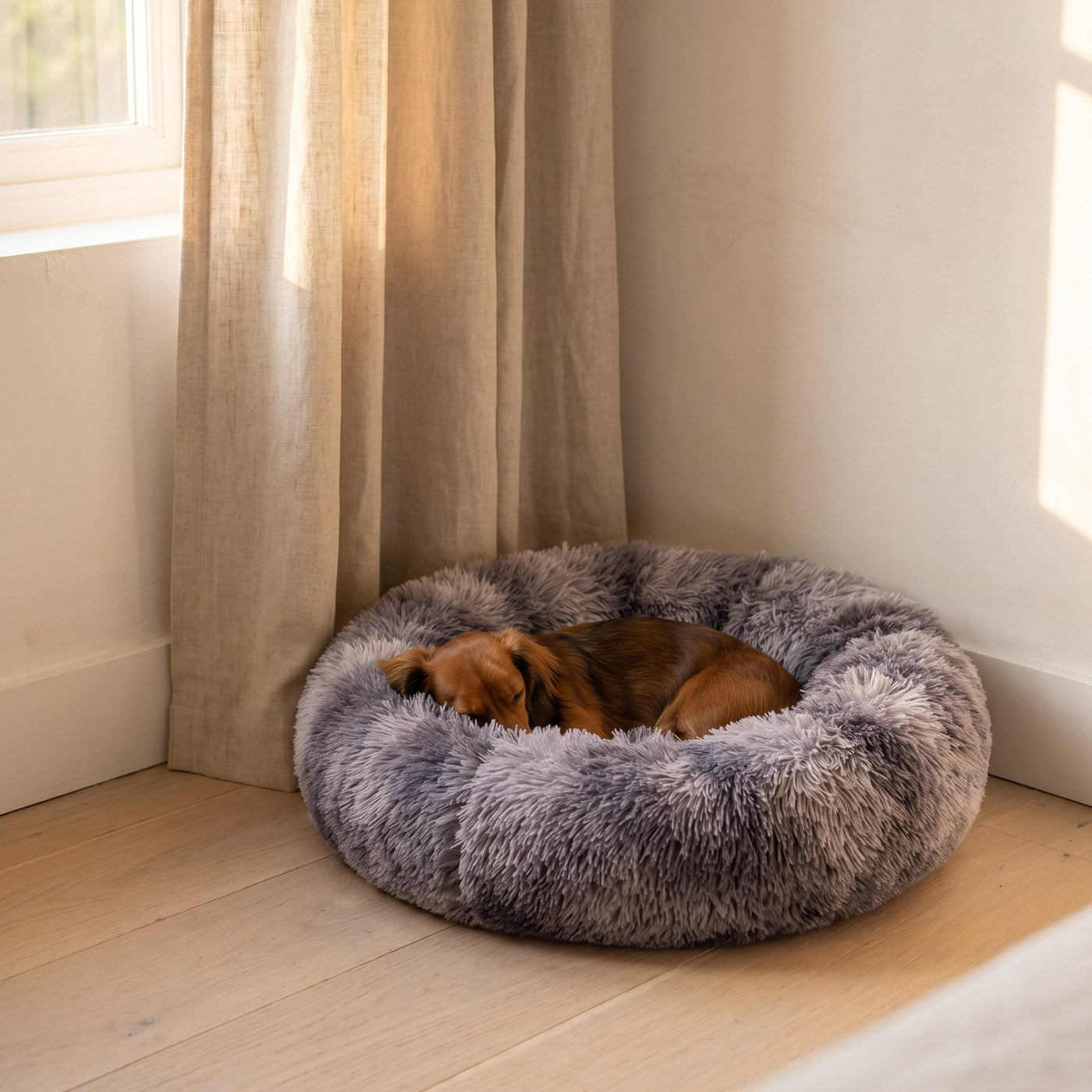 [tpa] Dachshund asleep in the fluffy donut calming bed