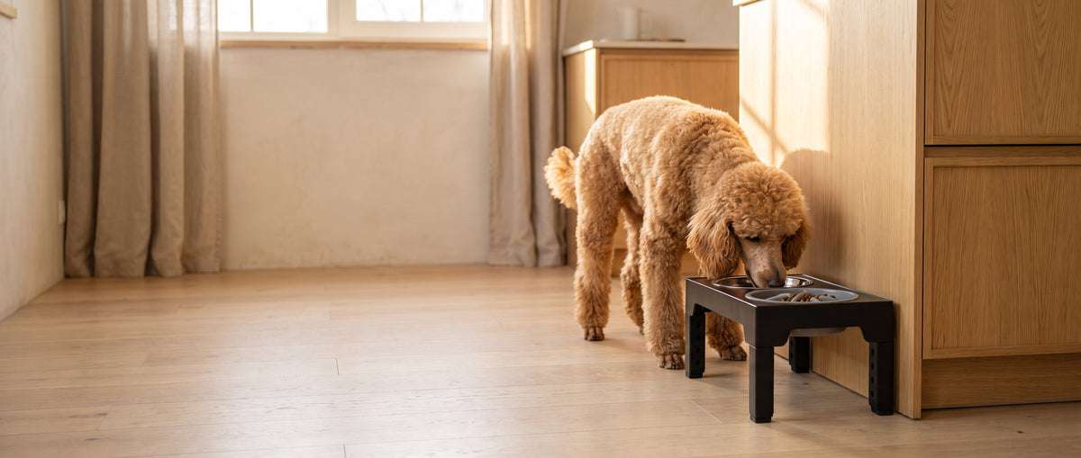 Poodle eating from the elevated slow feeding stand
