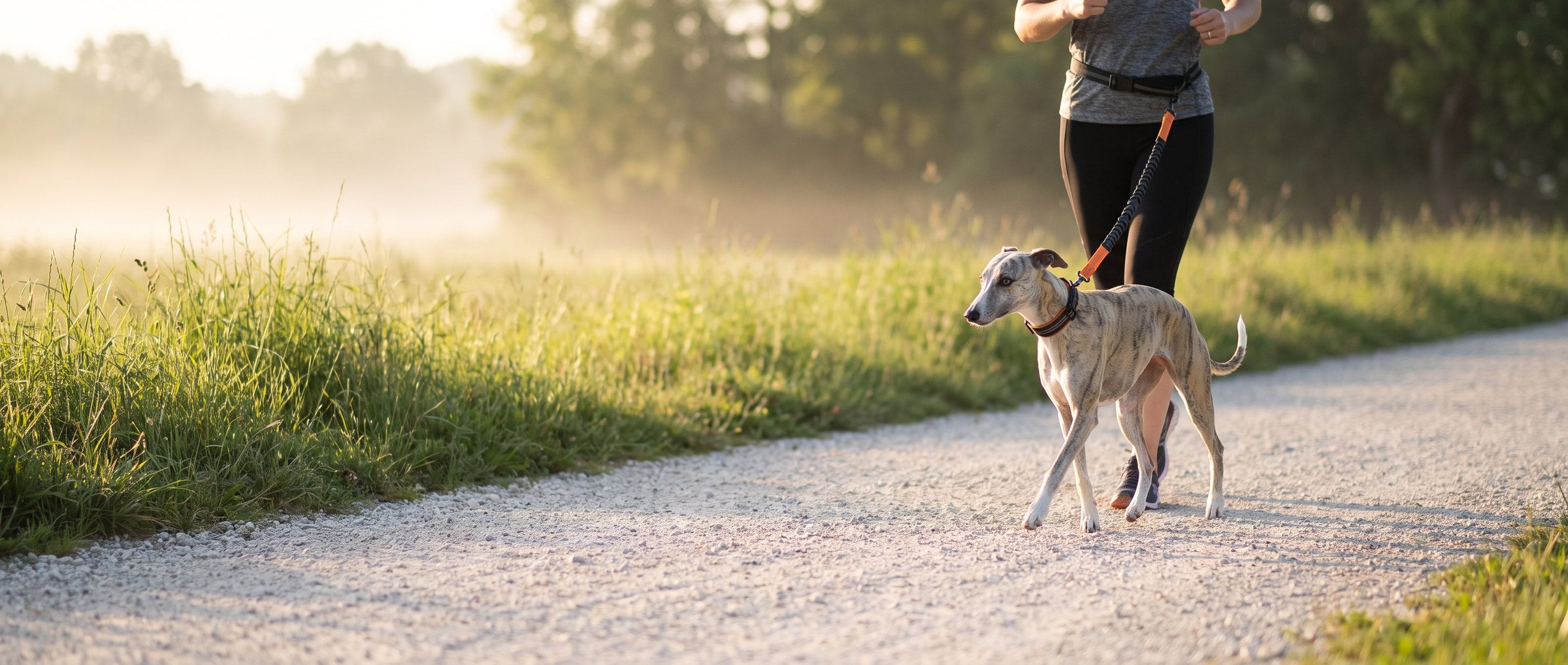 Whippet running beside a jogger on the hands-free lead